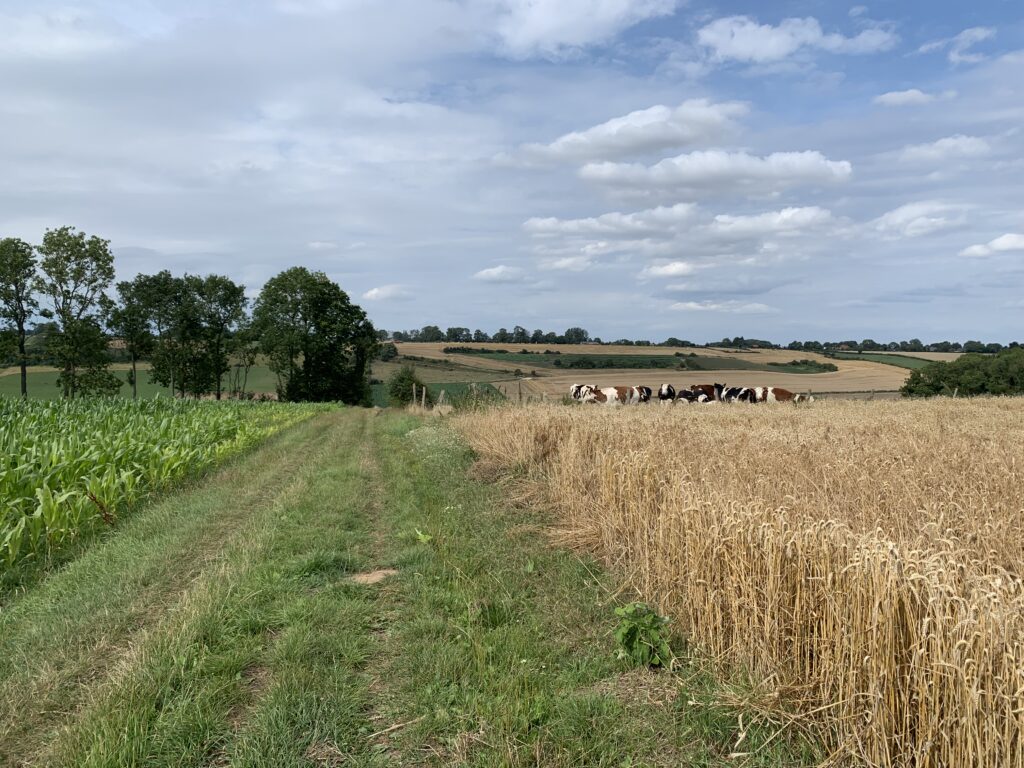 Randonnée foret Eawy paysage du pays de bray